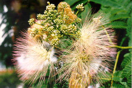 Mimosa flower
