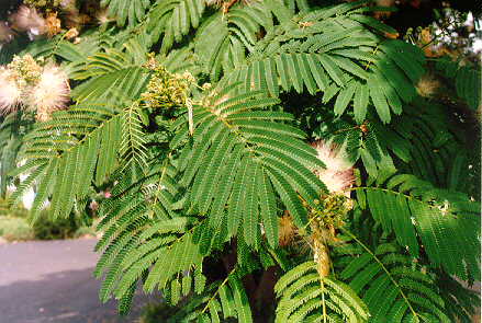 Mimosa foliage
