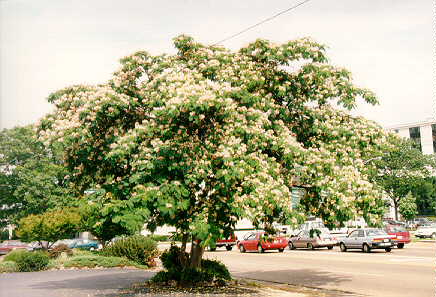 Mimosa