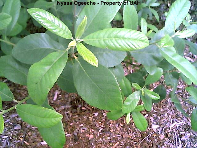 Ogeeche Tupelo foliage