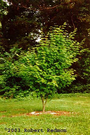 Oregon Vine Maple