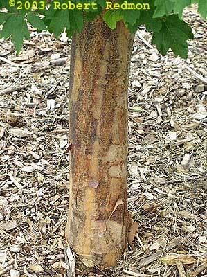 Paperbark Maple bark