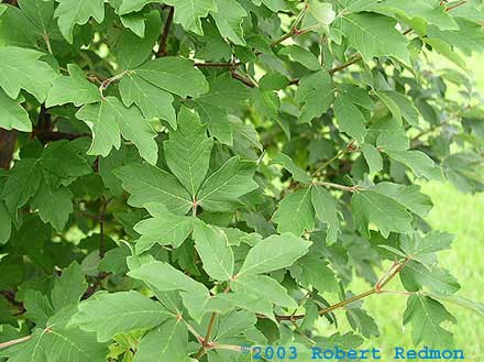 Paperbark Maple foliage