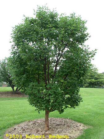 Paperbark Maple