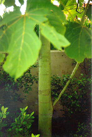Chinese Parasol Tree bark