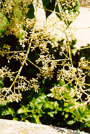 Chinese Parasol Tree flower