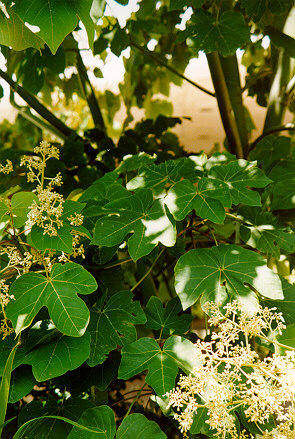 Chinese Parasol Tree foliage