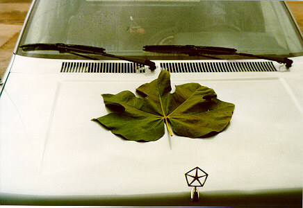 Chinese Parasol Tree large leaf