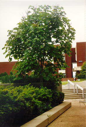Chinese Parasol Tree