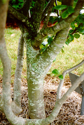 Parrotia bark