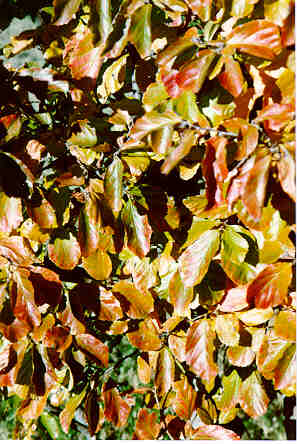 Parrotia foliage in the Fall
