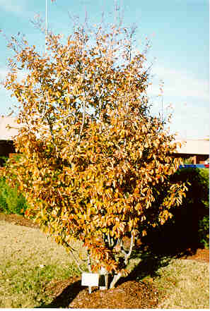 Parrotia in the Fall