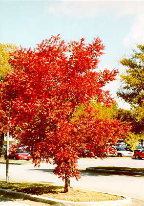 Chinese Pistache in the fall