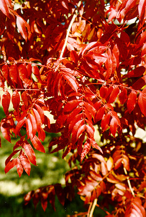 Chinese Pistache with red foliage