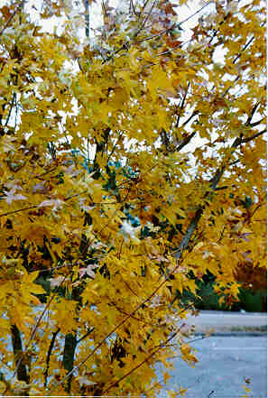 Purpleblow Maple foliage in the Fall