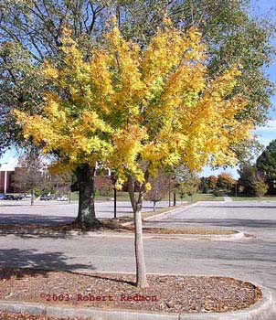 Purpleblow Maple in the Fall