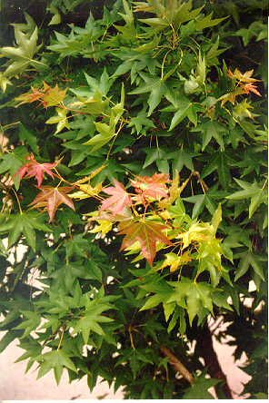 Purpleblow Maple foliage