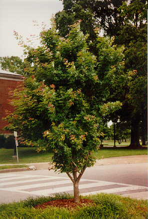 Purpleblow Maple