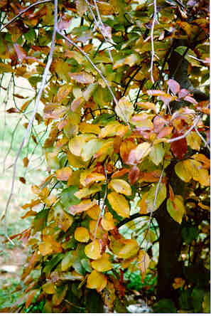 Weeping Purpleleaf European Beech in the Fall