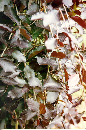 Weeping Purpleleaf European Beech foliage