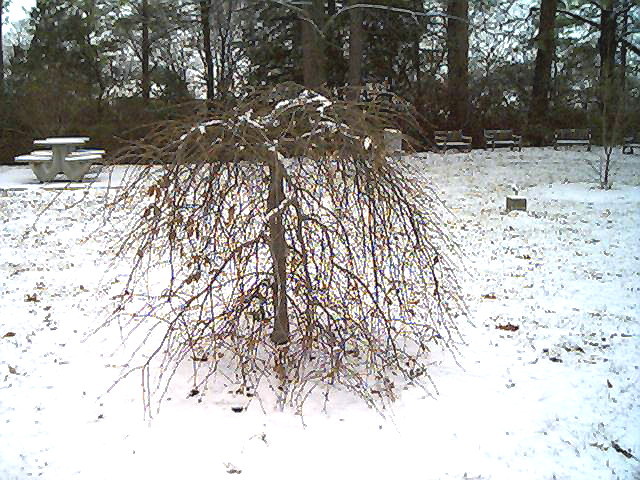 Weeping Purpleleaf European Beech in the snow