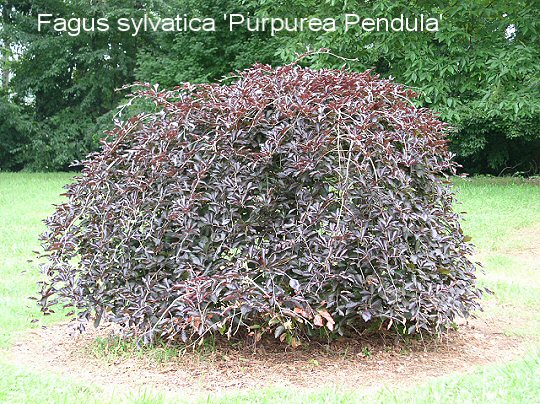 Weeping Purpleleaf European Beech