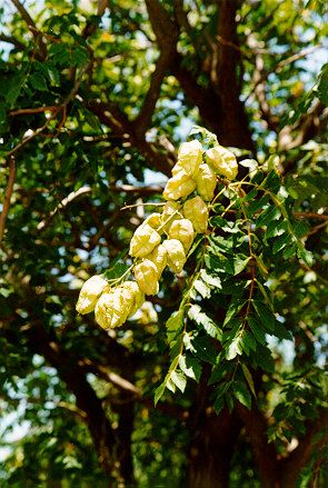 Golden Raintree capsules