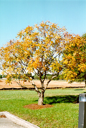 Golden Raintree in the fall