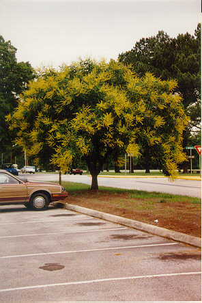 Golden Raintree