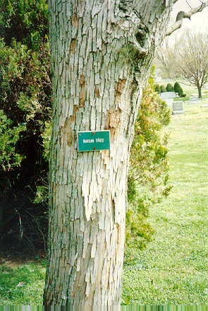 Japanese Raisin Tree bark