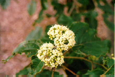 Japanese Raisin Tree cyme