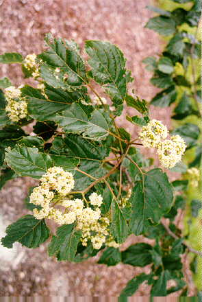 Japanese Raisin Tree flowers