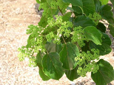 Japanese Raisin Tree foliage