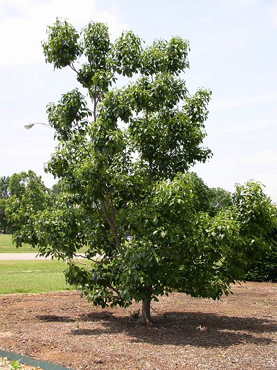 Japanese Raisin Tree