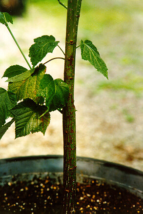 Redvein Maple bark