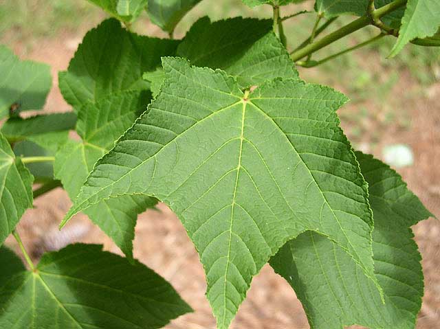 Redvein Maple leaf