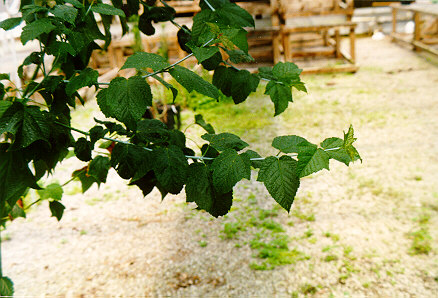 Redvein Maple stems