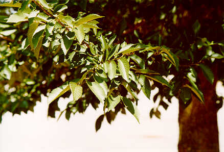 Regal Lacebark Elm foliage