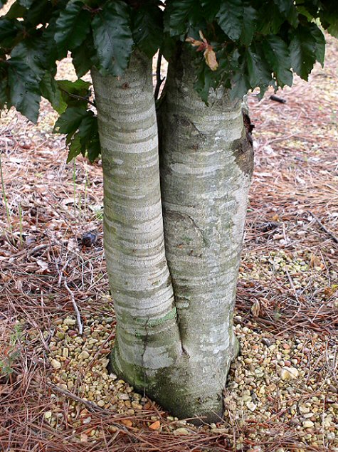 Rohan European Beech bark