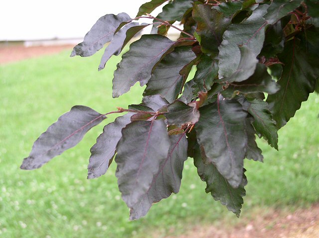 Rohan European Beech foliage