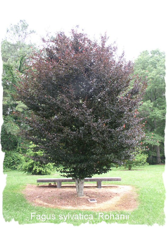 Rohan European Beech
