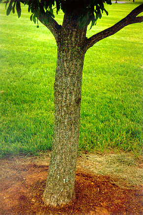 Sawtooth Oak bark
