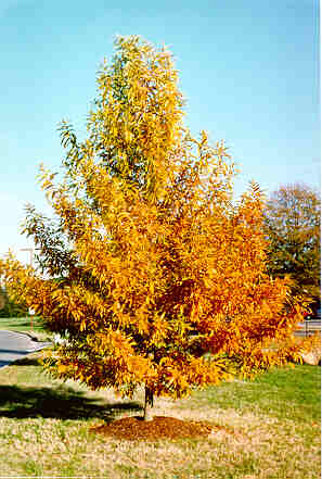 Sawtooth Oak in the Fall