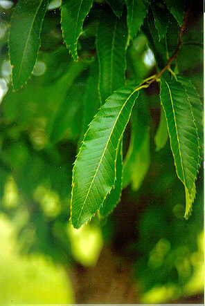 Sawtooth Oak leaf