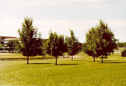 Sawtooth Oak trees