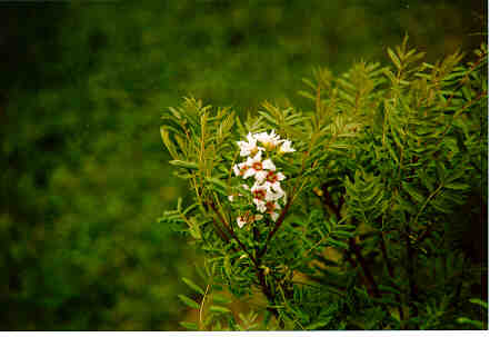 Shinyleaf Yellowhorn flower
