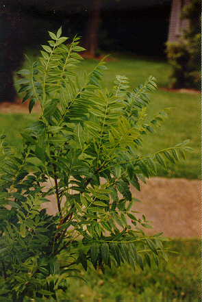 Shinyleaf Yellowhorn foliage