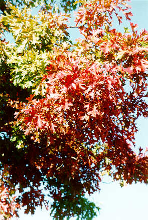Shumard's Oak foliage in the Fall