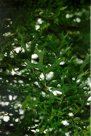 Shumard's Oak foliage