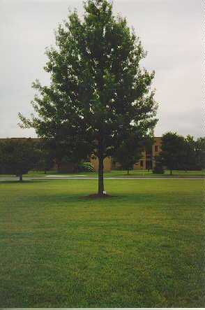 Shumard's Oak
